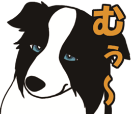 Border Collie every day sticker #1043957