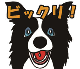Border Collie every day sticker #1043958