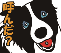 Border Collie every day sticker #1043959