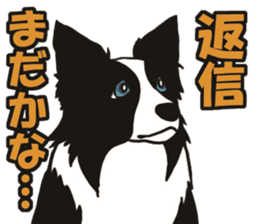 Border Collie every day sticker #1043960