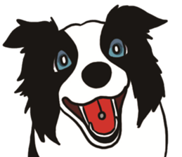 Border Collie every day sticker #1043961