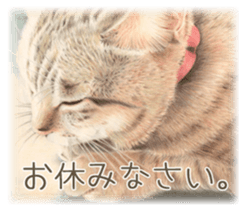 A capricious cat sticker #1053362