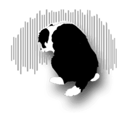 Dog Border Collie sticker #1054383
