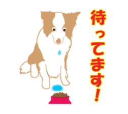 Dog Border Collie sticker #1054389
