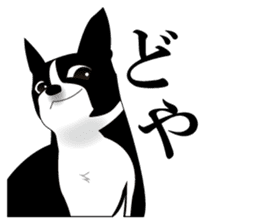 Boston Terrier sticker #1059125