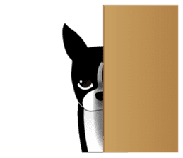 Boston Terrier sticker #1059129