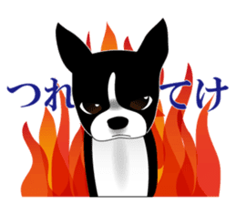 Boston Terrier sticker #1059132