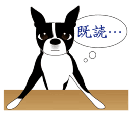 Boston Terrier sticker #1059136