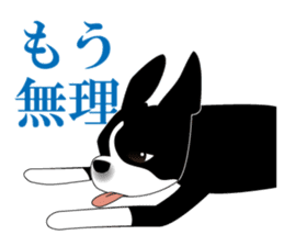 Boston Terrier sticker #1059143