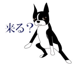 Boston Terrier sticker #1059153