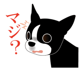 Boston Terrier sticker #1059154