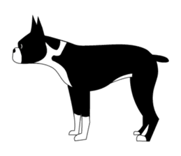 Boston Terrier sticker #1059161