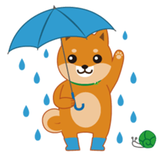 Shiba Inu "Musashi"(English) sticker #1065302