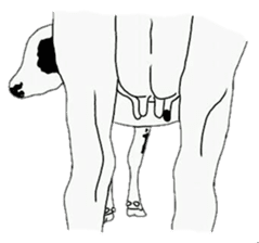 The cows sticker #1074439