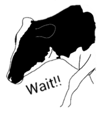 The cows sticker #1074446