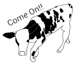 The cows sticker #1074453