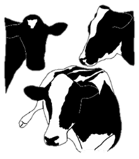 The cows sticker #1074462