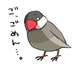 Java Sparrows Sticker sticker #1079151