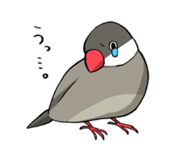 Java Sparrows Sticker sticker #1079153