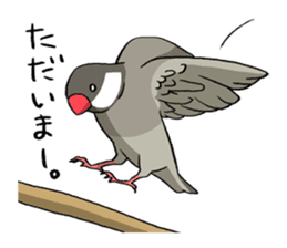 Java Sparrows Sticker sticker #1079156