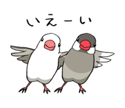 Java Sparrows Sticker sticker #1079166