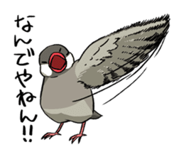 Java Sparrows Sticker sticker #1079181