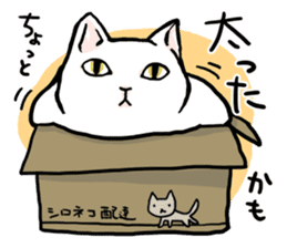Fluffy cat Kabu sticker #1086803