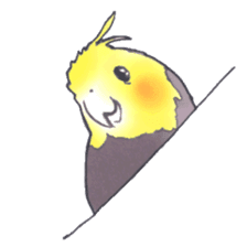 Cockatiel Big Family cute and at rest sticker #1110475