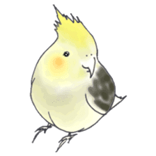 Cockatiel Big Family cute and at rest sticker #1110479