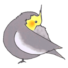Cockatiel Big Family cute and at rest sticker #1110484