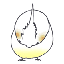 Cockatiel Big Family cute and at rest sticker #1110498