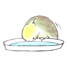 Cockatiel Big Family cute and at rest sticker #1110503