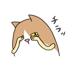 Roly-poly cats sticker #1134654