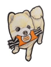 Halloween Pomeranian Sticker sticker #1137610