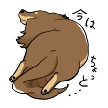 Dachshund-Sticker sticker #1167209