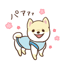 Pomeranian Cocoa ~Japanese version~ sticker #1173317