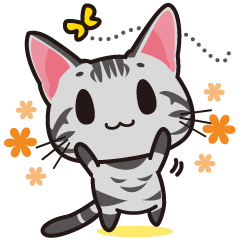 American Shorthair "Mito"