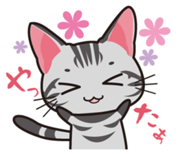 American Shorthair "Mito" sticker #1180376