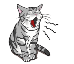 Cat American Shorthair(English ver.) sticker #1187466