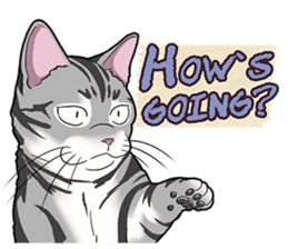 Cat American Shorthair(English ver.) sticker #1187473
