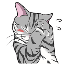 Cat American Shorthair(English ver.) sticker #1187486