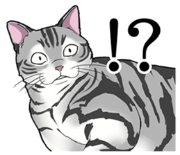 Cat American Shorthair(English ver.) sticker #1187487