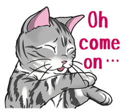 Cat American Shorthair(English ver.) sticker #1187492