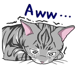 Cat American Shorthair(English ver.) sticker #1187500