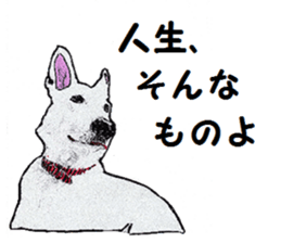 Alba of a White Shepherd and Friends (J) sticker #1198667