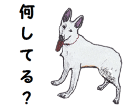 Alba of a White Shepherd and Friends (J) sticker #1198670