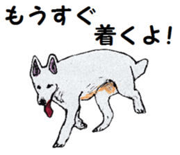 Alba of a White Shepherd and Friends (J) sticker #1198677