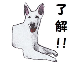 Alba of a White Shepherd and Friends (J) sticker #1198682