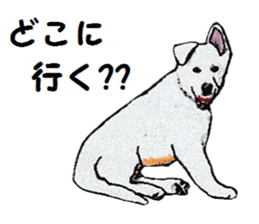 Alba of a White Shepherd and Friends (J) sticker #1198685