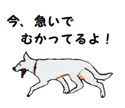 Alba of a White Shepherd and Friends (J) sticker #1198689